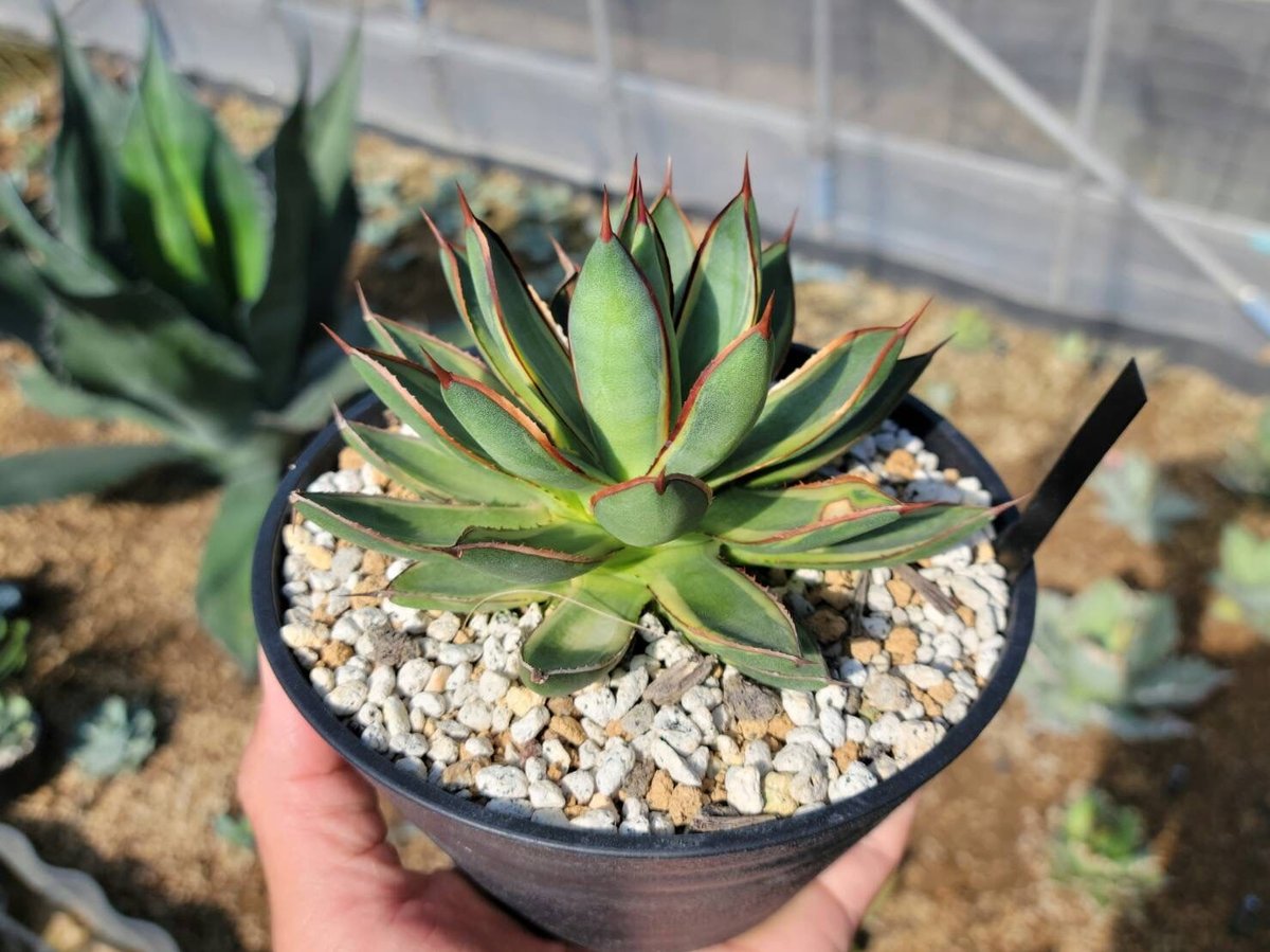 agave burnt burgundy variegata大 | カトーエンゲー