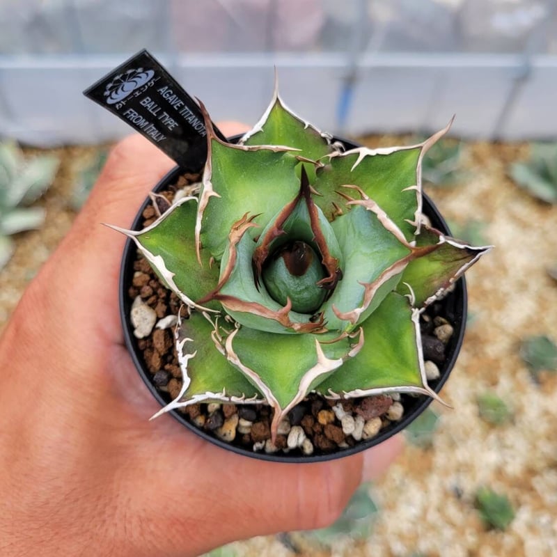 agave titanota ball type from italy | カトーエンゲー