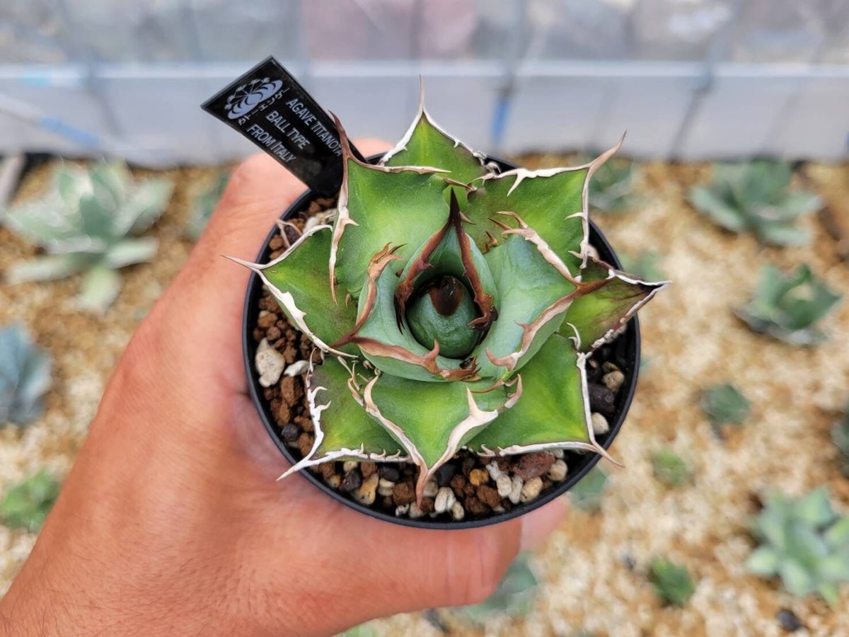 agave titanota ball type from italy | カトーエンゲー