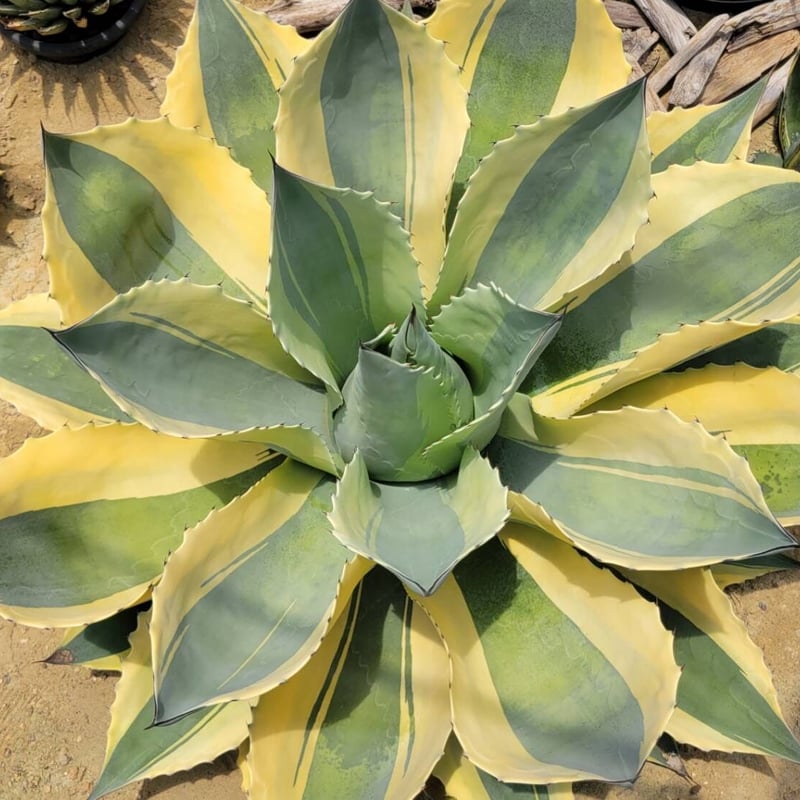 ウ*ニ様 アガべ ‘オルカ’ AGAVE OVATIFOLIA ‘ORCA’ Ovatifolia 