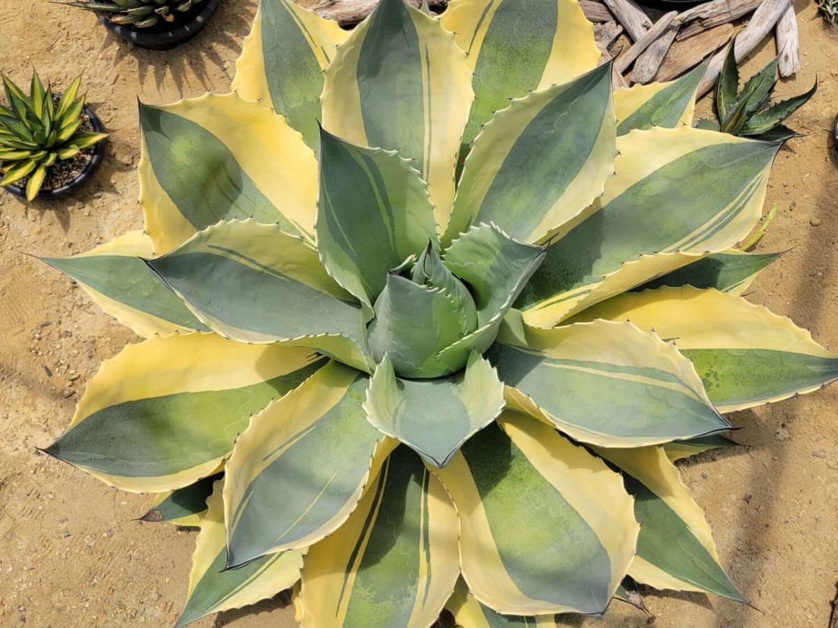 agave ovatifolia orca2 | カトーエンゲー agave ovatifolia orca2 | カトーエンゲー
