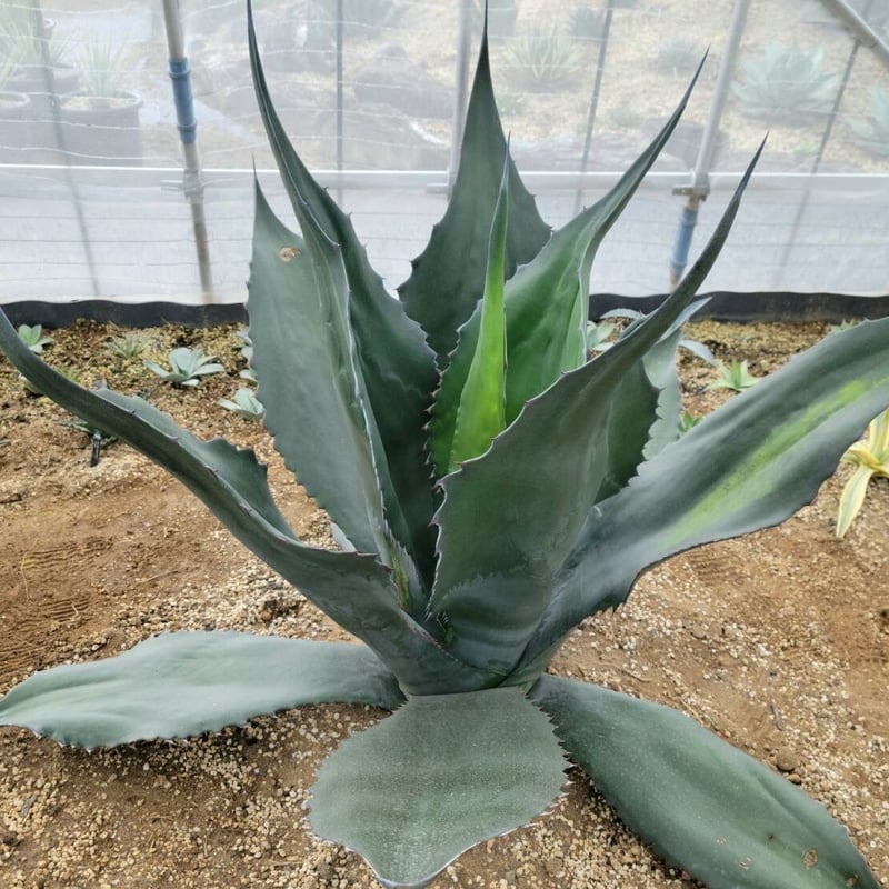 耐寒性アガベ鬼棘アトロビレンス ミラビリス◇ドライガーデン南国リゾート