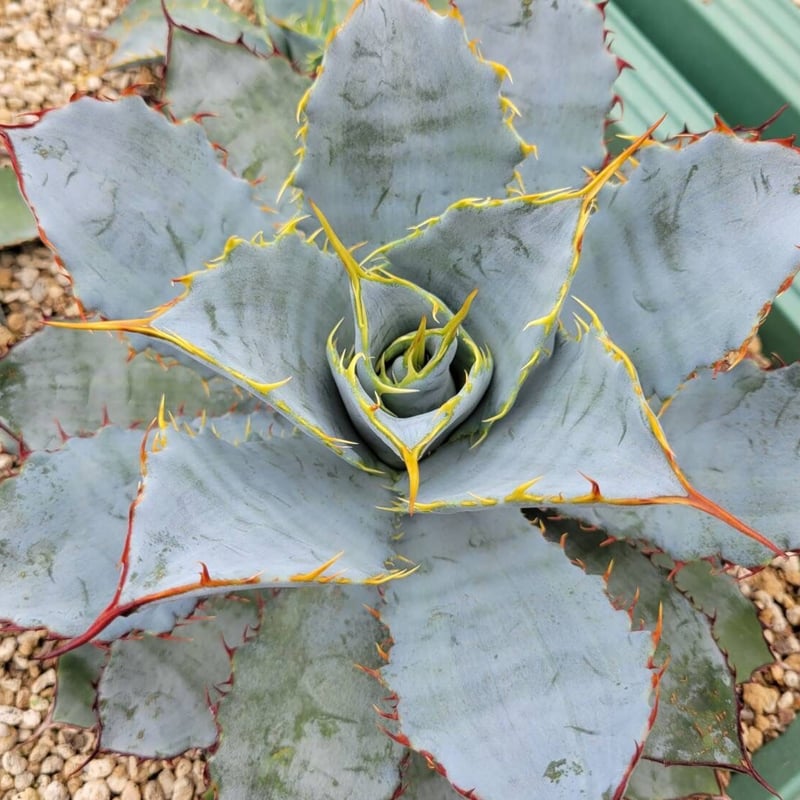 agave guadalajarana