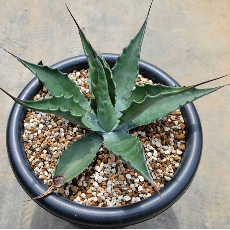 アガベ ローガンカルホーン | カトーエンゲー