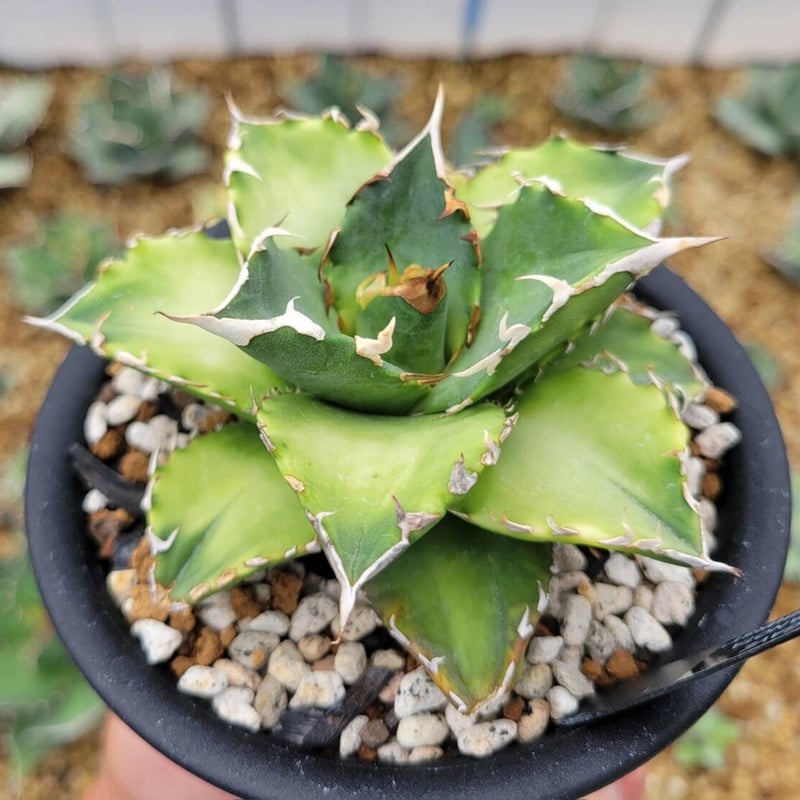 agave titanota 'sunburst'① | カトーエンゲー agave titanota 'sunburst'① | カトーエンゲー