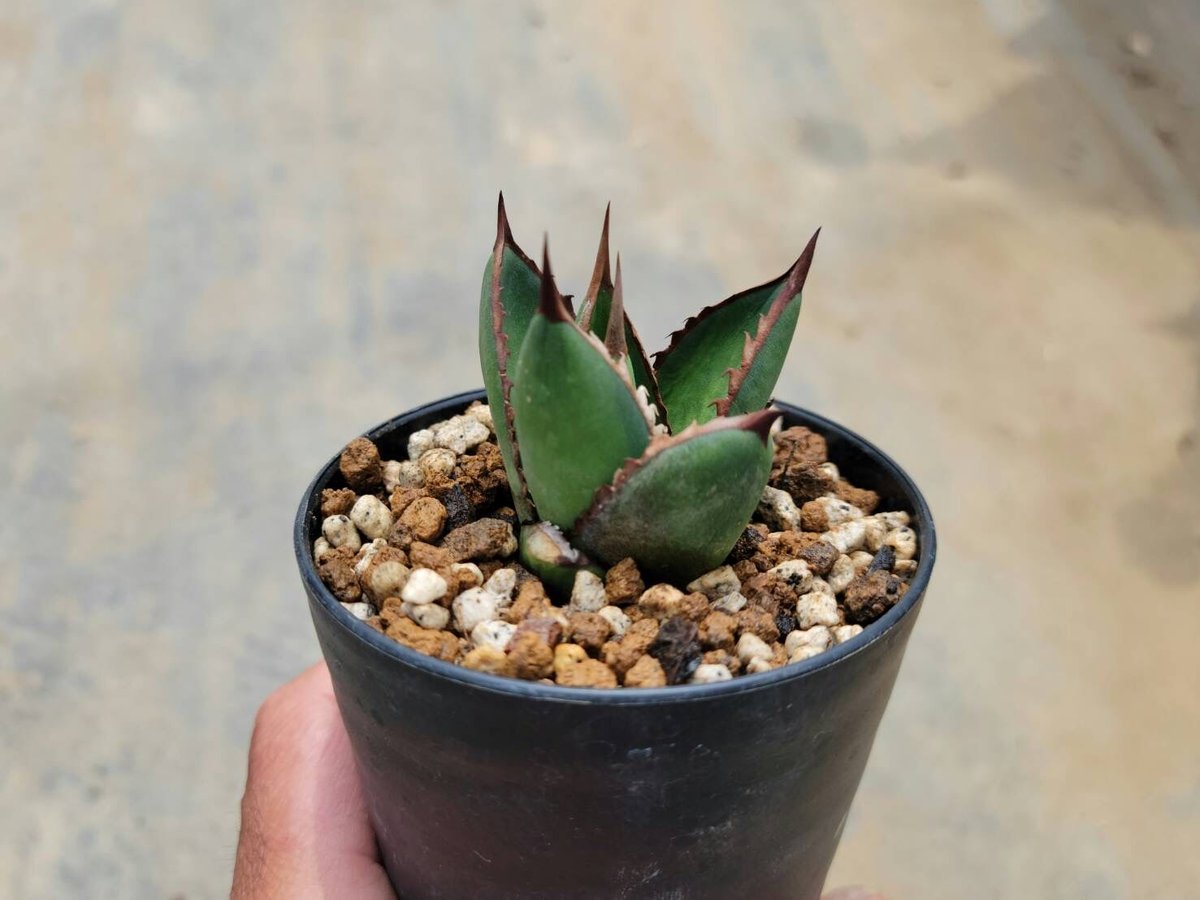 アガベ ジェスブレイティ錦 ジェスブレイティ 白中斑 アガベ ジェスブレイティ錦 ジェスブレイティ 白中斑 アガベジェス