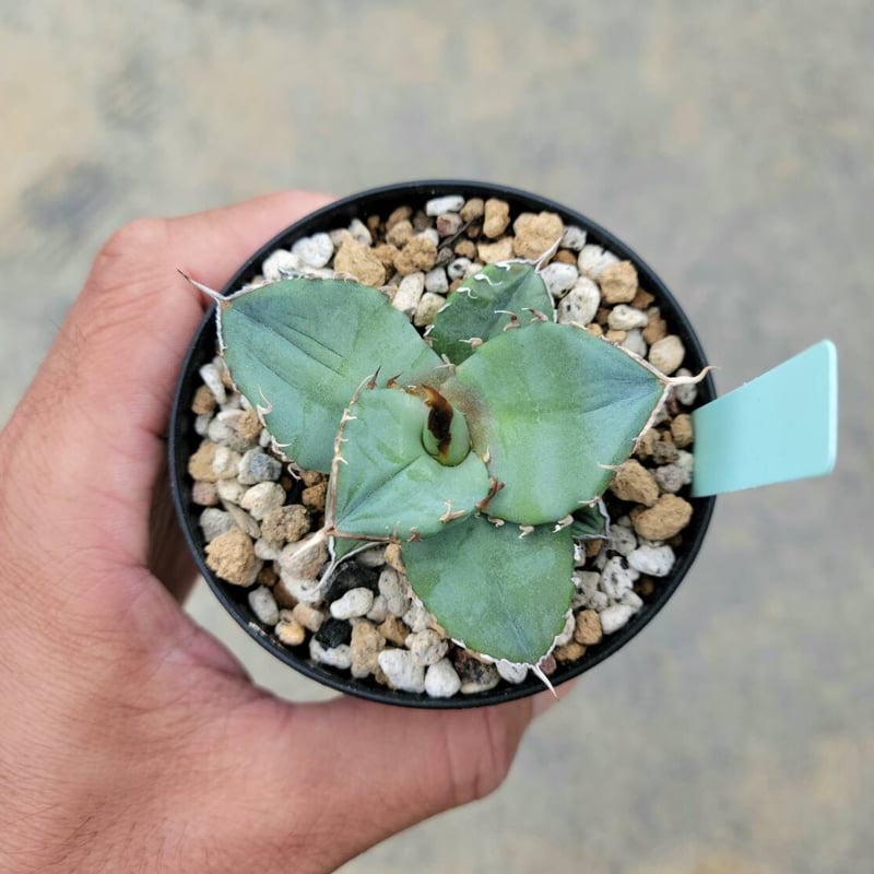 アガベ チタノタ　コンパクタ　中株　子株付き アガベ チタノタ FO-076 コンパクタ from GG | Agave Rocon