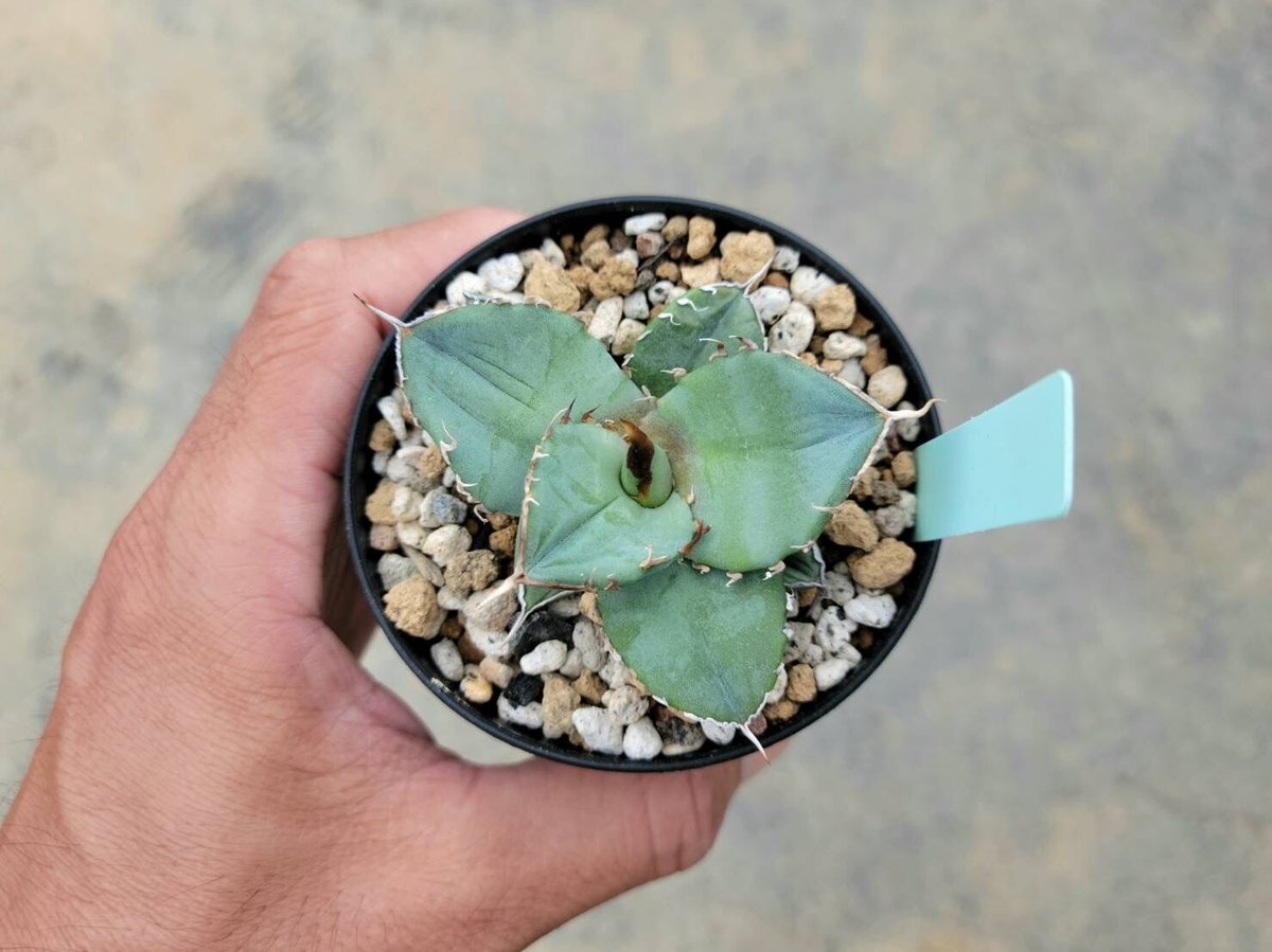 アガベ　チタノタ　コンパクタ　大株 アガベ チタノタ 'コンパクタ' Agave titanota 'Compacta' from GG