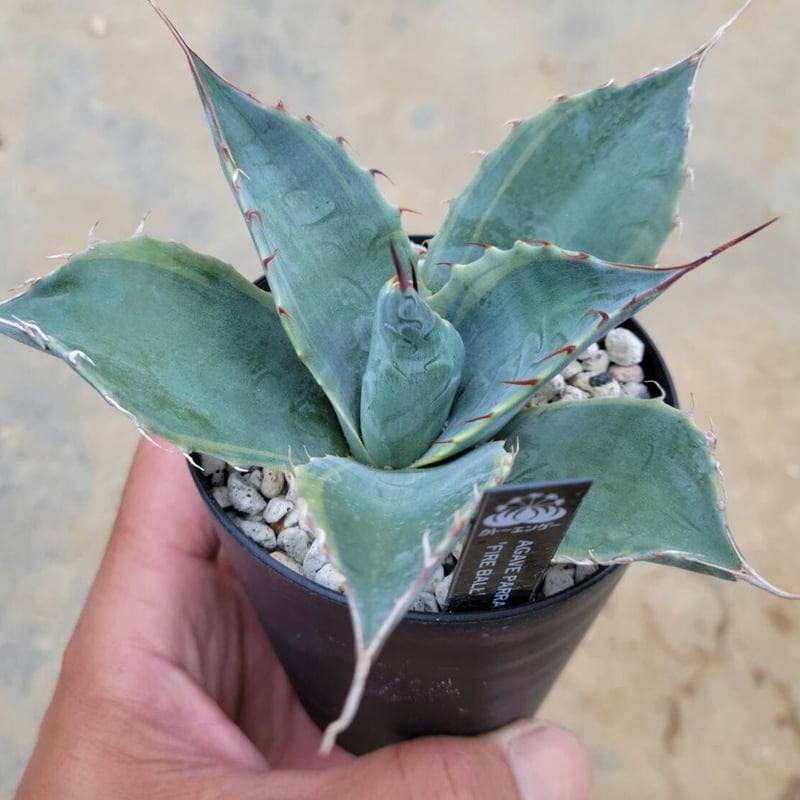 アガベパラサナ ファイヤーボール | カトーエンゲー