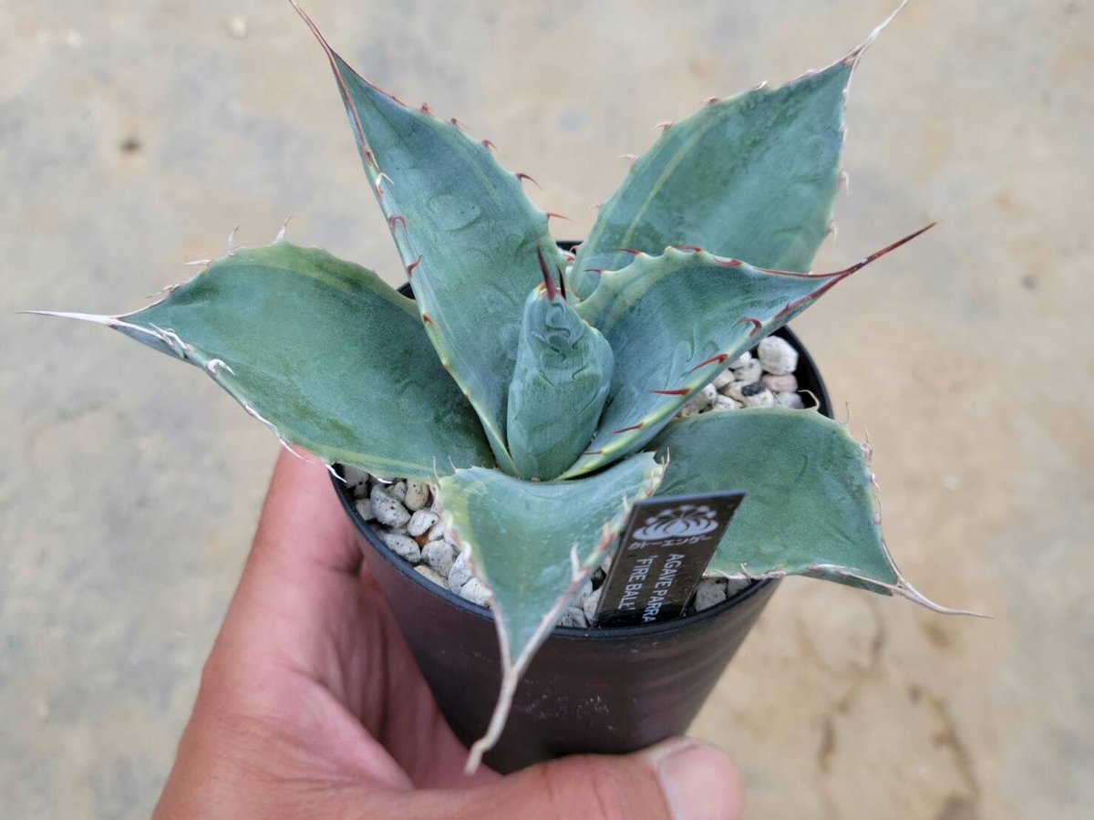 アガベパラサナ ファイヤーボール | カトーエンゲー