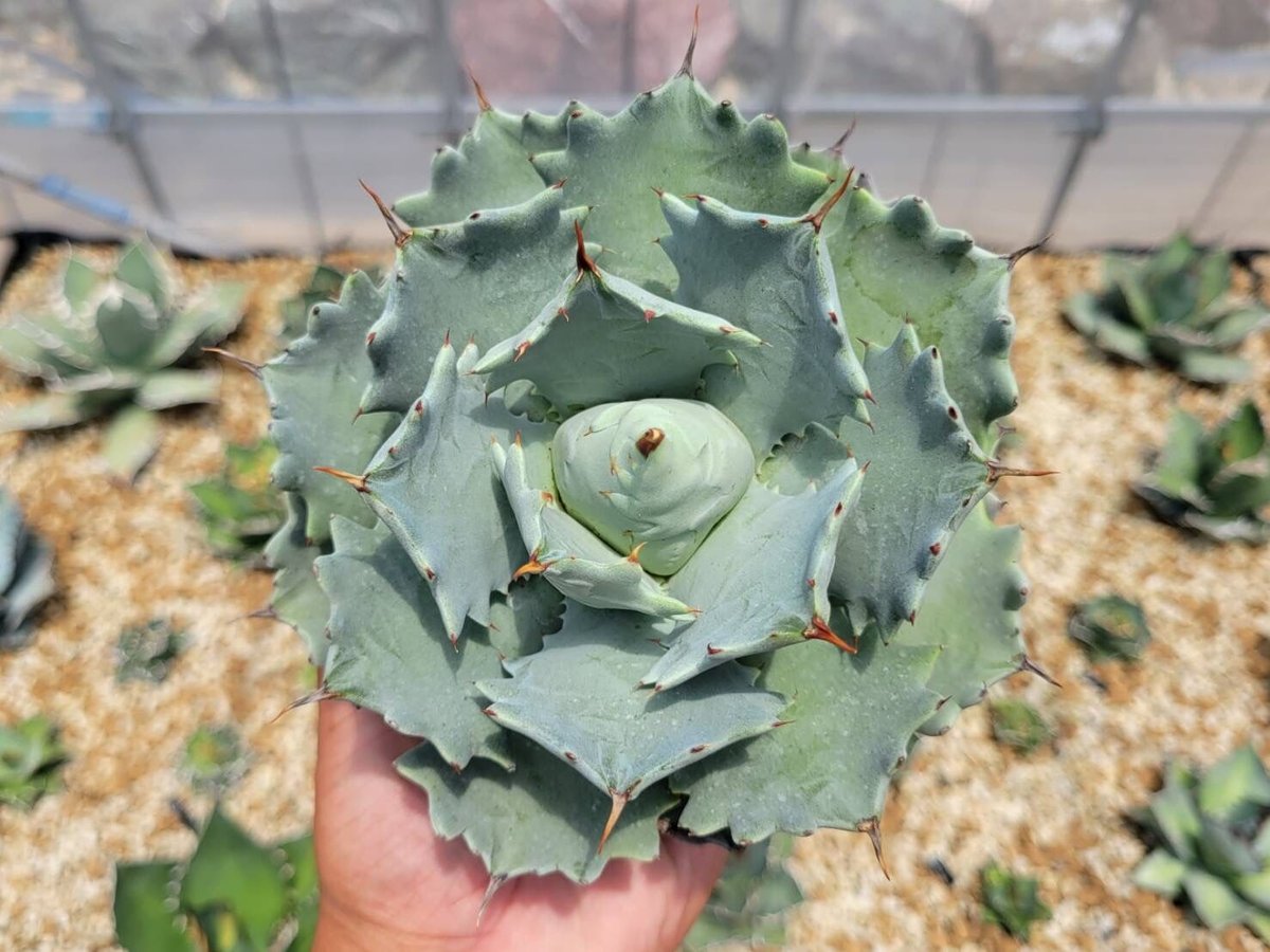 アガベ　イシスメンシス インランドフォーム 猫の手イシス agave アガベ イシスメンシス インランドフォーム 猫の手イシス agave