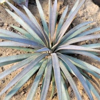 アガベ　ローガンカルフォーン② アガベ ローガンカルホーン | カトーエンゲー