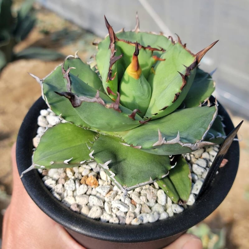 アガベ fo-076 カトーエンゲー SP ブツブツ　チタノタ 趣 agave titanota fo-076 compacta G.G.② | カトーエンゲー