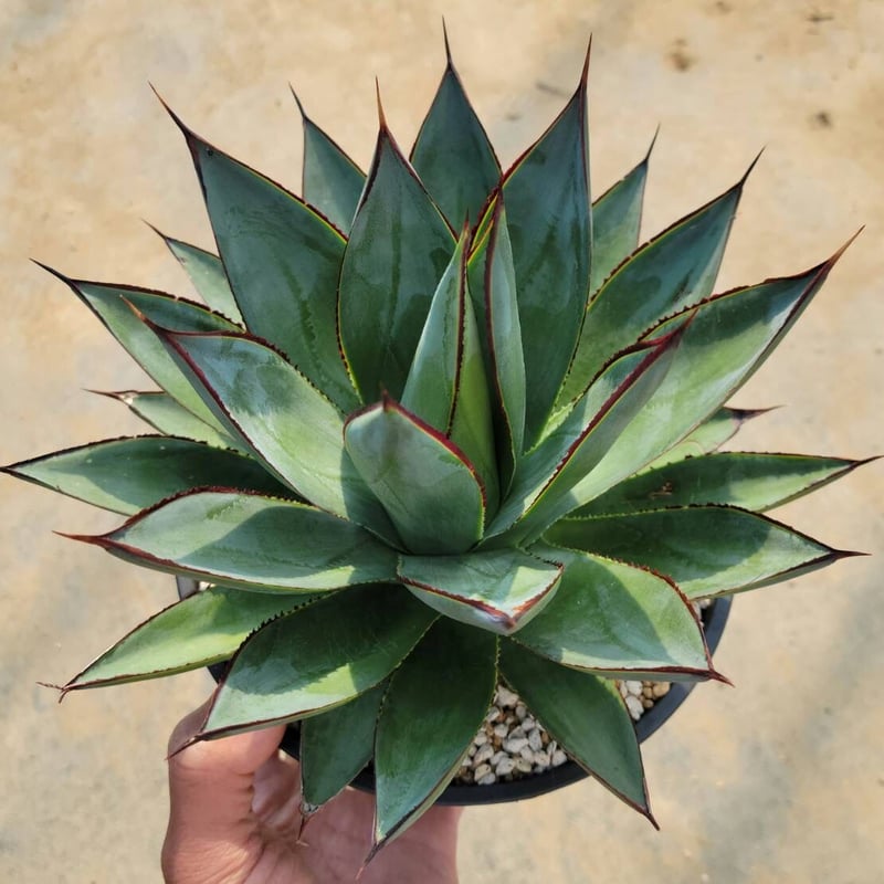 アガベ　　ブルーグロー　発根済み no.3 アガベ ブルーグロウ agave blue grow 【発根済】 | 多肉