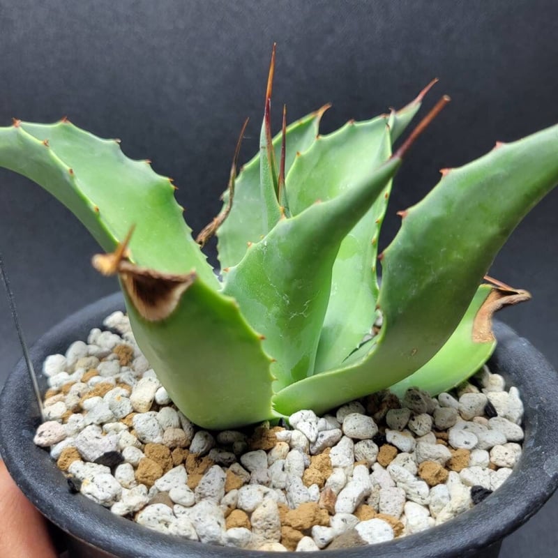 agave ovatifolia cameo | カトーエンゲー