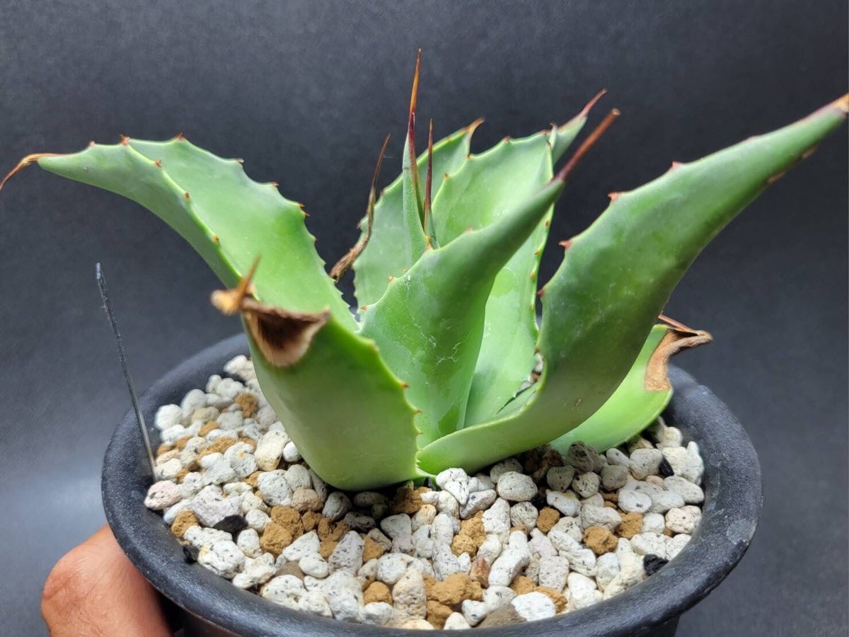 アガベ　オバティフォリア　カメオ Yahoo!オークション -「オバティフォリア カメオ」の落札相場・落札価格