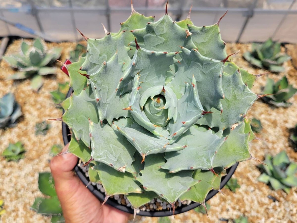 アガベ イシスメンシス インランドフォーム 猫の手イシス agave