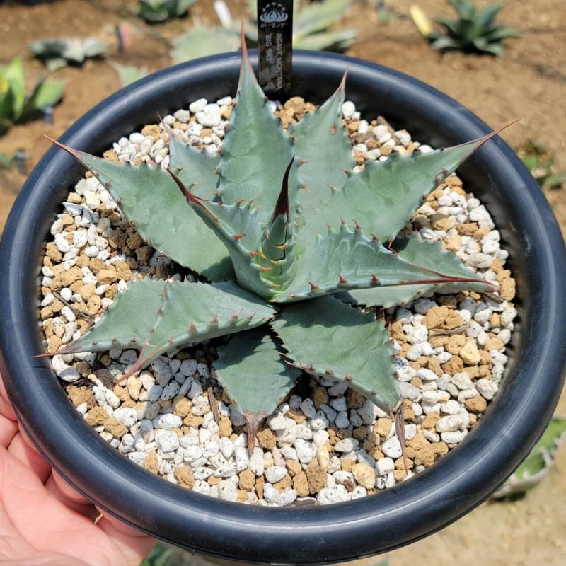 アガベ　モンタナ アガベ モンタナ Agave montana no.111027 | 芽の巣山