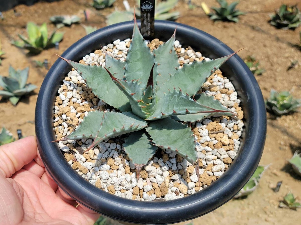 アガベ　ビッグスカイ アガベモンタナ ビッグスカイ | カトーエンゲー