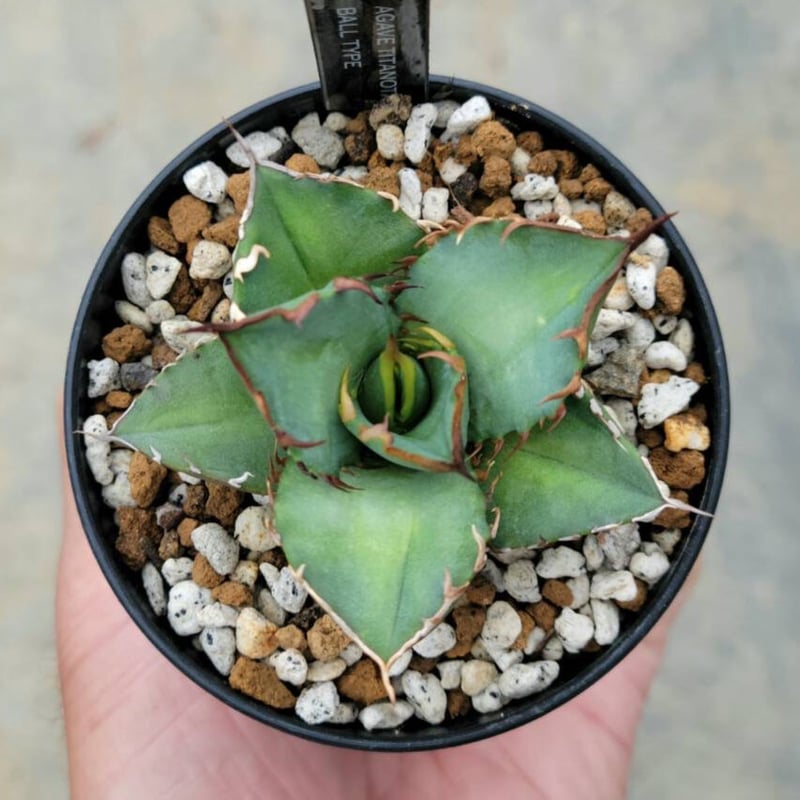 アガベ チタノタ ボールタイプ① | カトーエンゲー