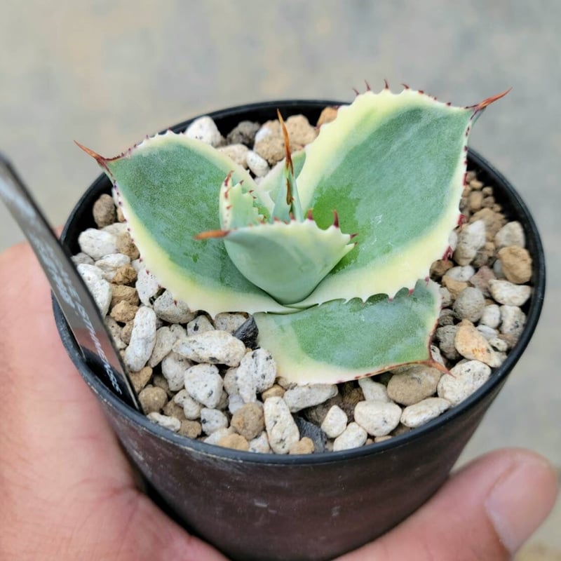 極上 アガベ イシスメンシス valiem バリエム 多肉植物：アガベ イシスメンシス錦（K1）達磨鈍中斑*幅10cm