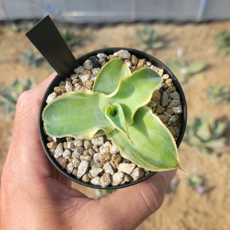 agave vilmoriniana stainedglass | カトーエンゲー