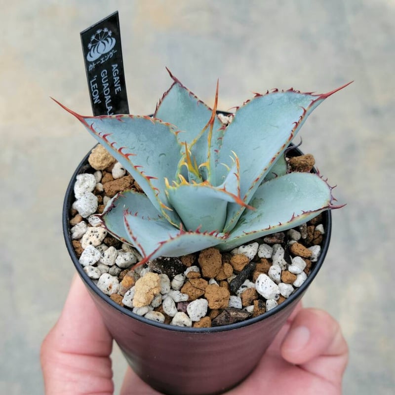 アガベグアダラハラナ レオン | カトーエンゲー