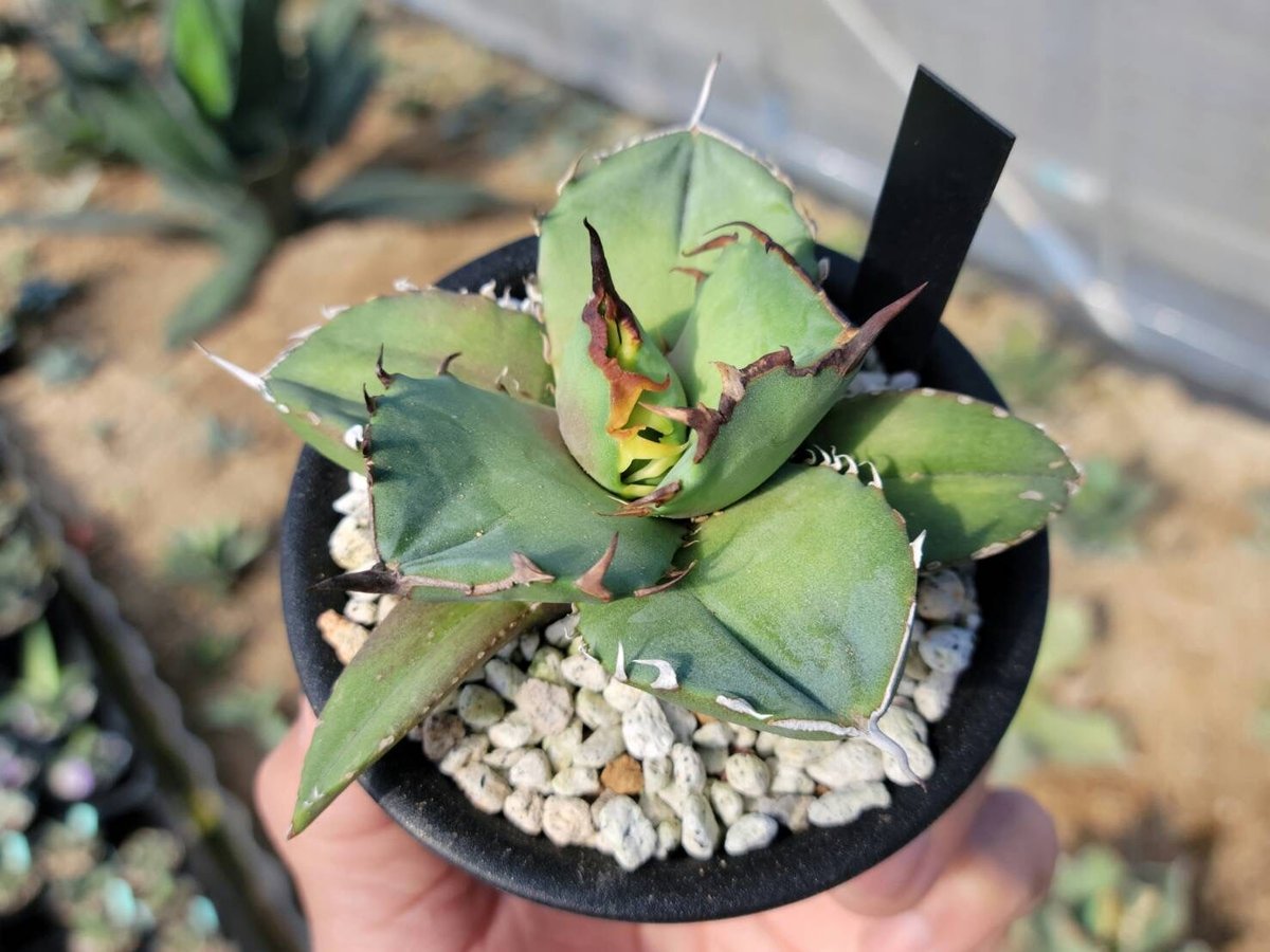 Agave titanota Compacta 観葉植物 趣 agave titanota fo-076 compacta G.G.③ | カトーエンゲー