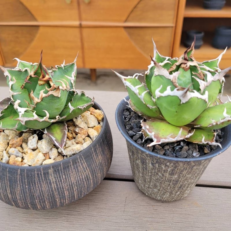 agave fo-76 | カトーエンゲー