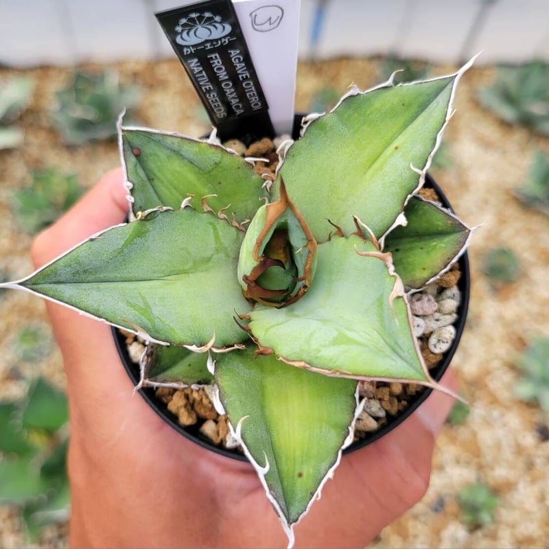 owzrt オズワートGecko Oteroi Satanic Agave wzrt オズワートGecko Oteroi Satanic Agave