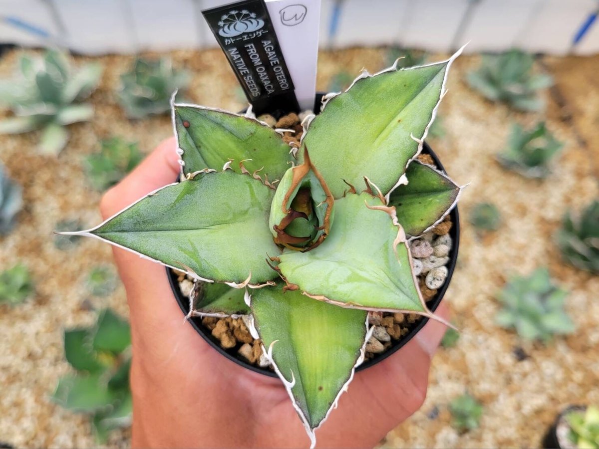 oaxaca oteroi 超特大 special W約30cm〜 極太主根 oaxaca oteroi 超