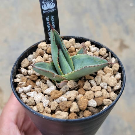 シャークバイト | STORES