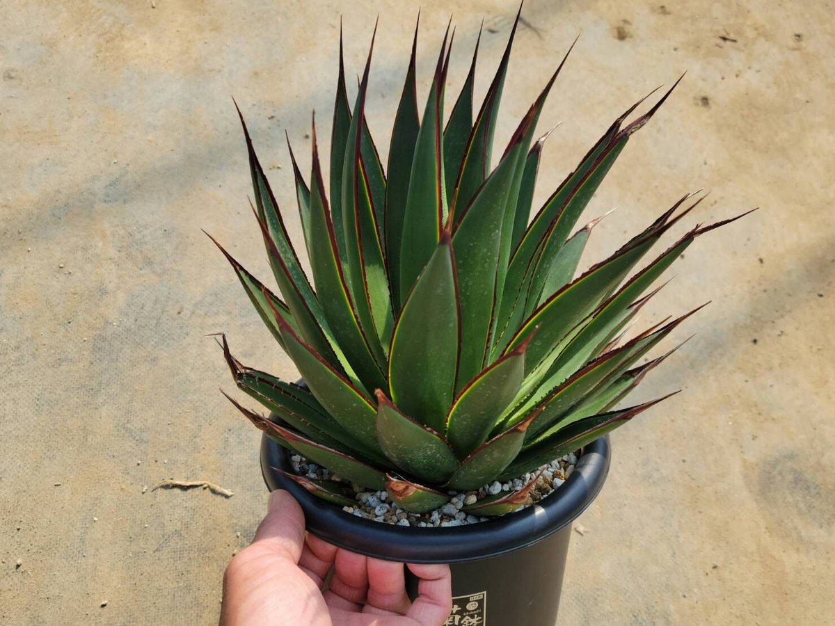 アガベ グリーングロー 3株 アガベ グリーングロー | カトーエンゲー