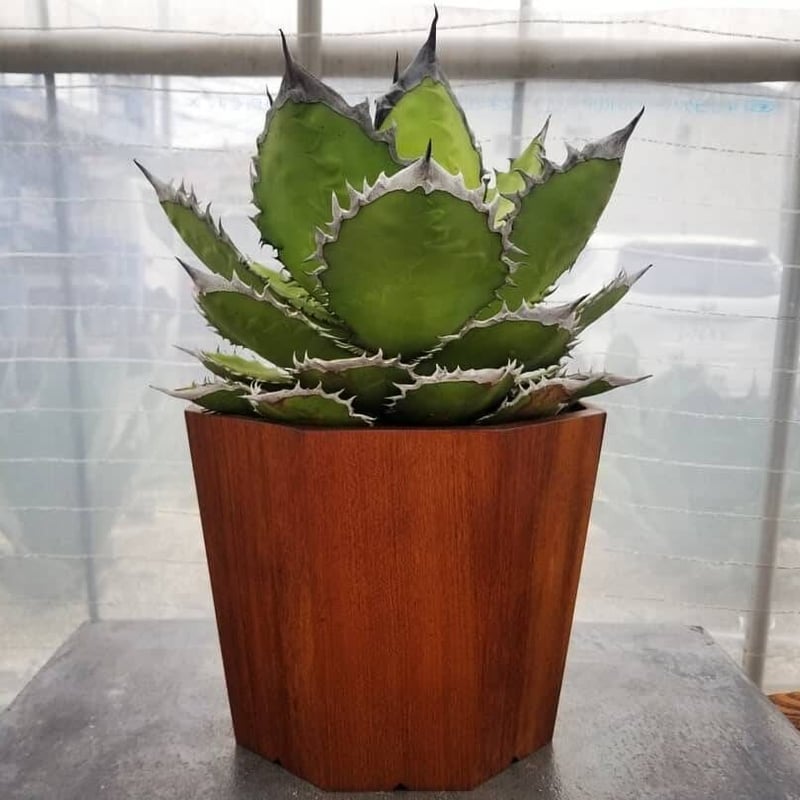 agave titanota 'black flame' | カトーエンゲー agave titanota 'black flame' | カトーエンゲー