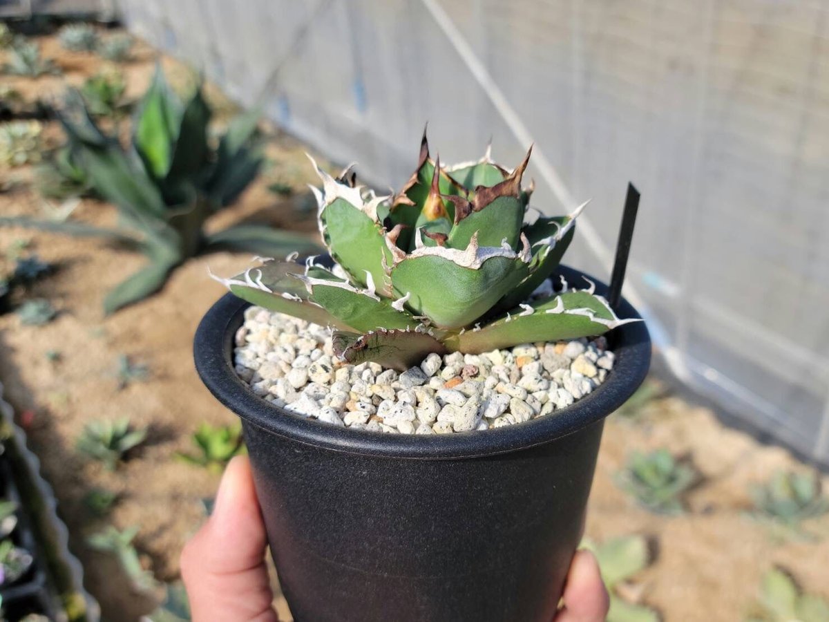 趣 agave titanota mean streak(鬼爪)② | カトーエンゲー 