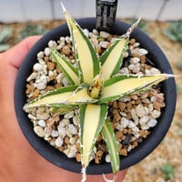 アガベオバティサナ シースター | カトーエンゲー