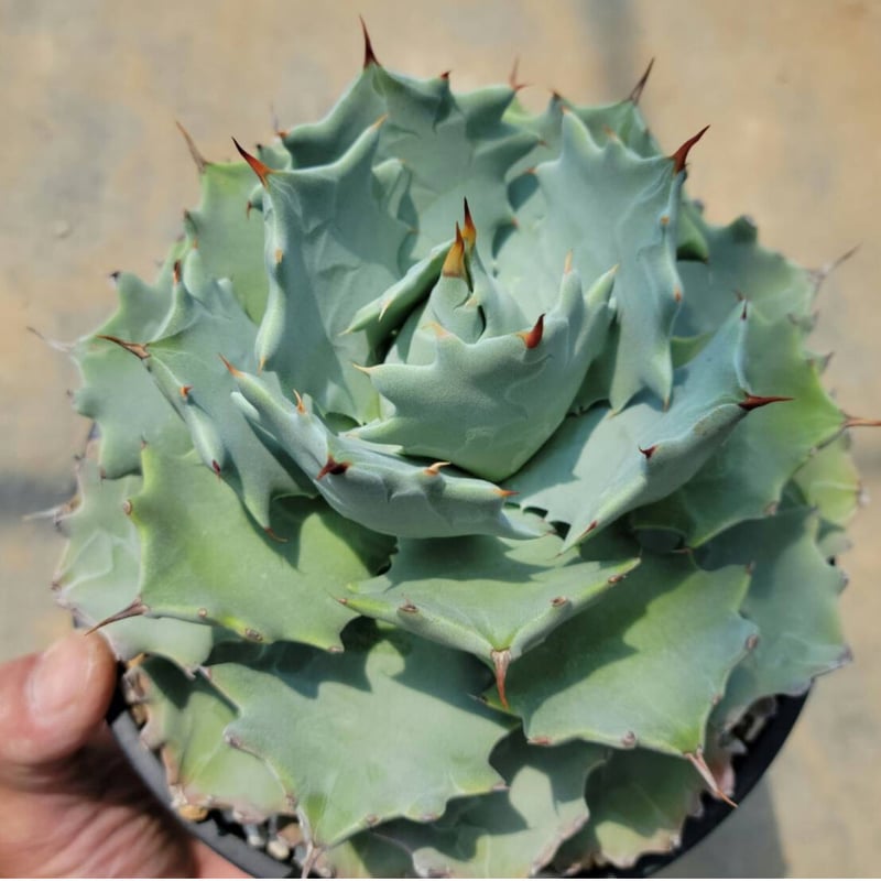 アガベ イシスメンシス | カトーエンゲー