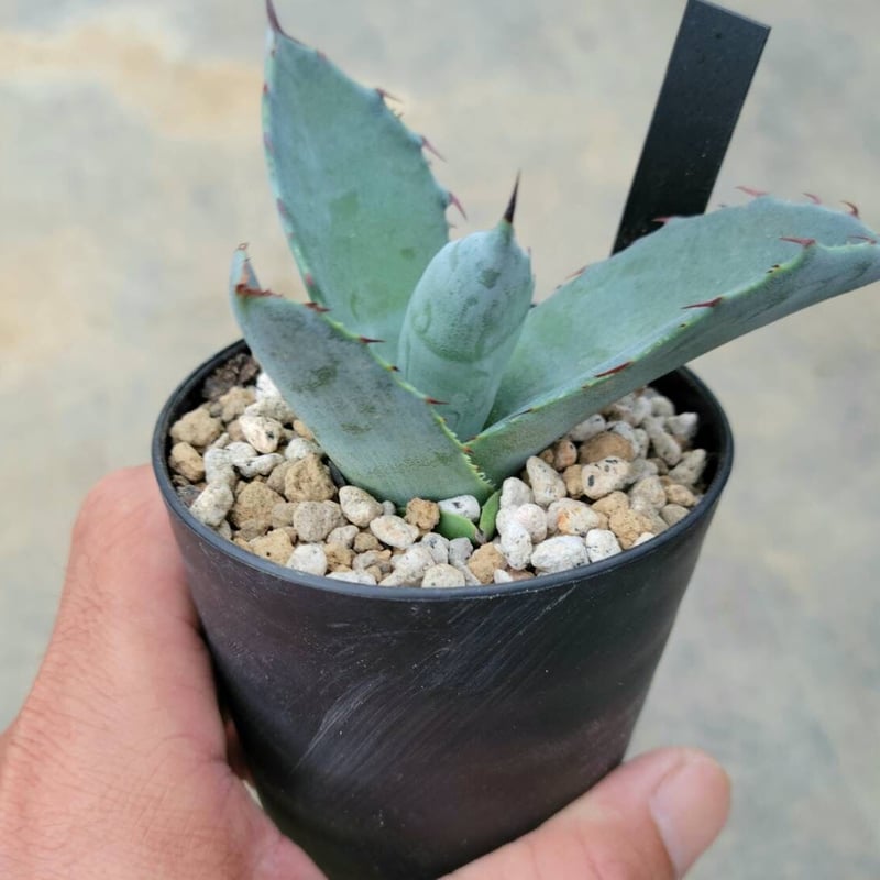 アガベ アトロビレンス ミラビリス | カトーエンゲー