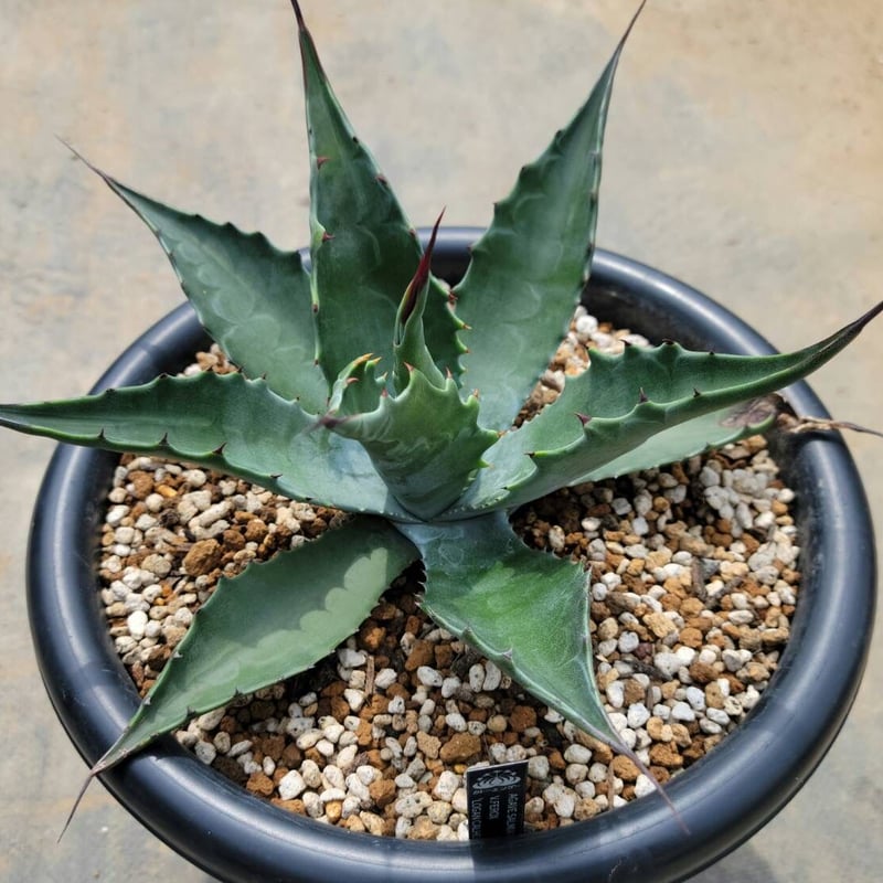 アガベ フェロックスローガンカルホーン1 アガベ』 【サルミアナ フェロックス ローガン カルホーン