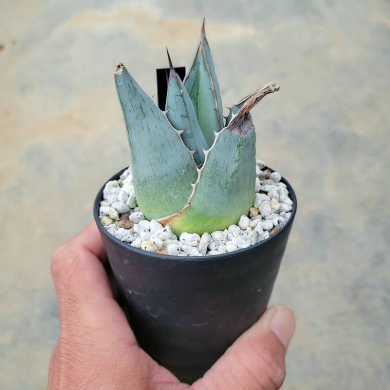 アガベ ファンキアナ 特大株 アガベ ファンキアナ 特大株 アガベ