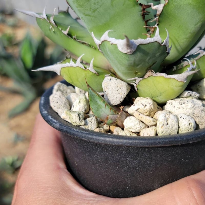 趣 agave titanota panda(熊猫)② | カトーエンゲー