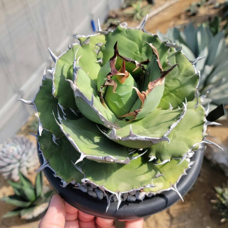趣 agave titanota fo-076 compacta G.G.③ | カトーエンゲー