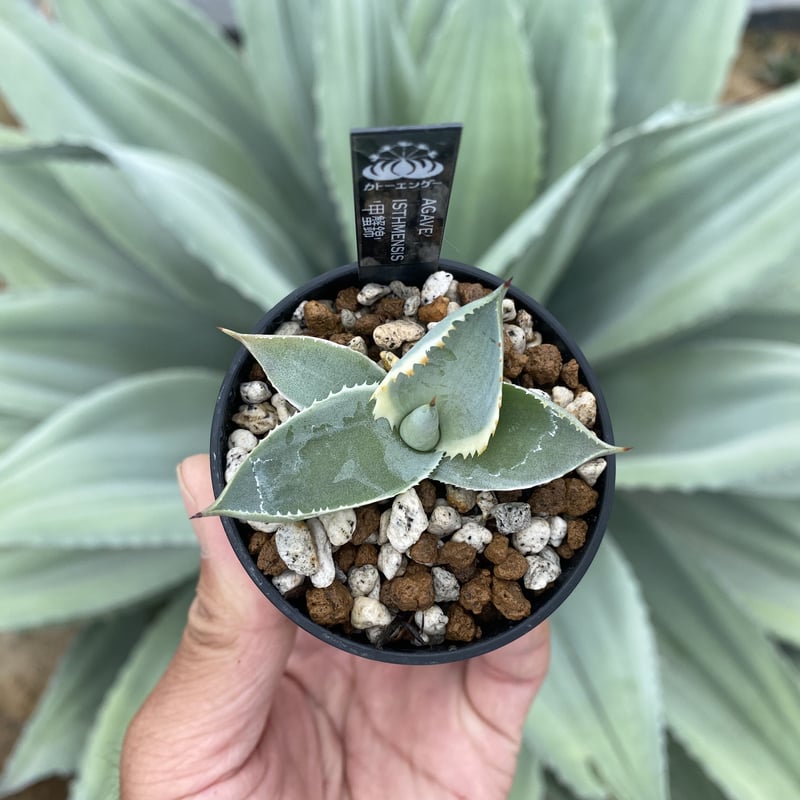 アガベ カブトガニ錦 兜蟹錦 甲蟹錦 9