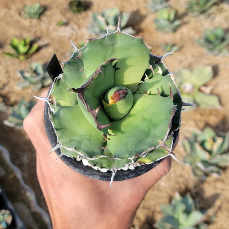 超優秀株　Agave titanta FO-76 Compact低重心 趣 agave titanota fo-076 compacta G.G.③ | カトーエンゲー
