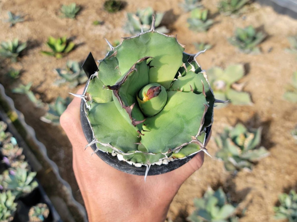 趣 agave titanota fo-076 compacta G.G.③ | カトーエンゲー 趣 agave titanota fo-076 compacta G.G.③ | カトーエンゲー