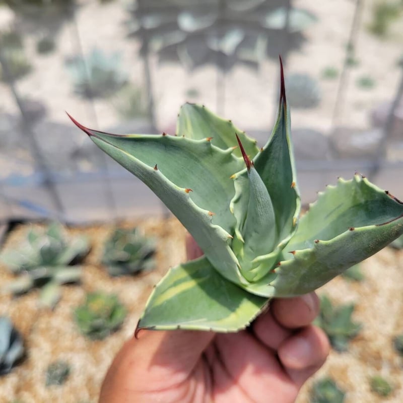 agave ovatifolia orca2 | カトーエンゲー