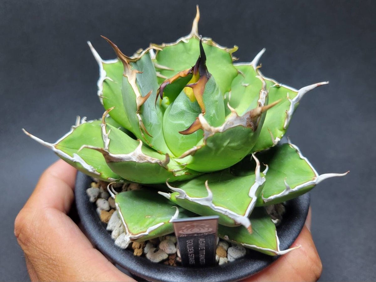 agave titanota golden star | カトーエンゲー agave titanota golden star | カトーエンゲー