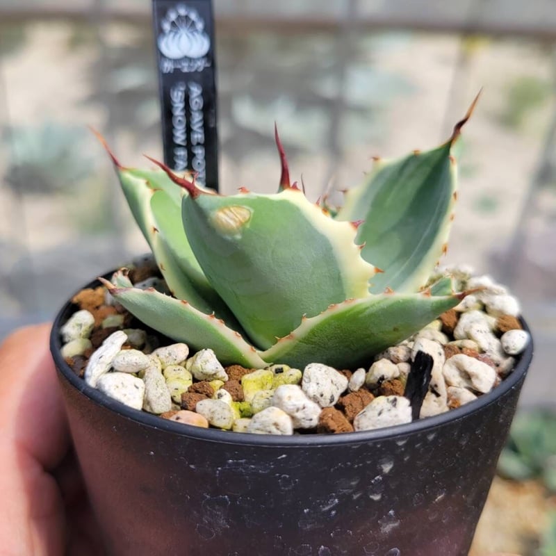 agave potatorum 'snow fall' | カトーエンゲー agave potatorum 'snow fall' | カトーエンゲー