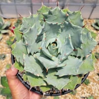 アガベ アトロビレンス ミラビリス | カトーエンゲー