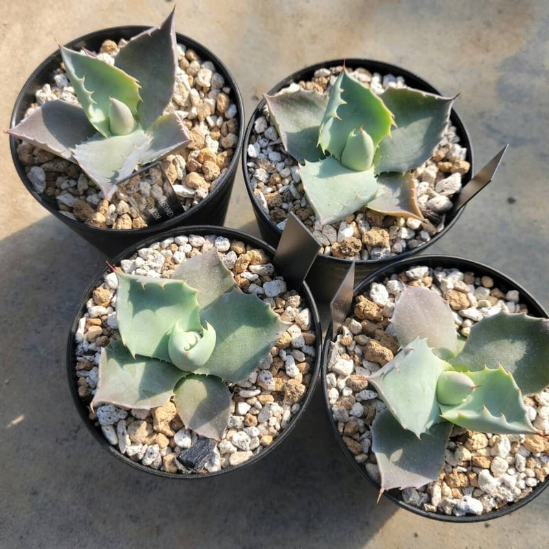 agave isthmensis inland form | カトーエンゲー